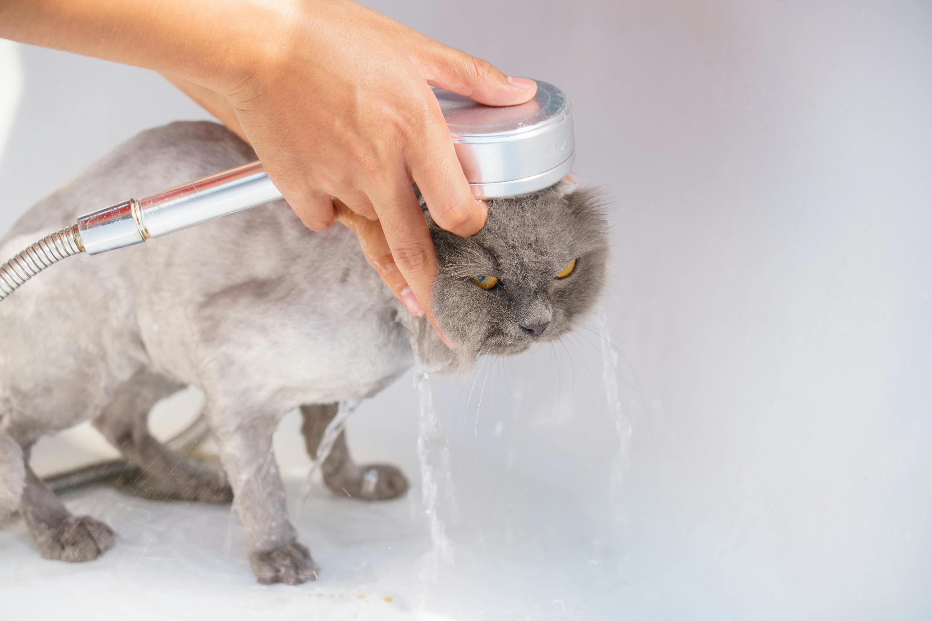 Kąpiel kota: czy i kiedy jest potrzebna