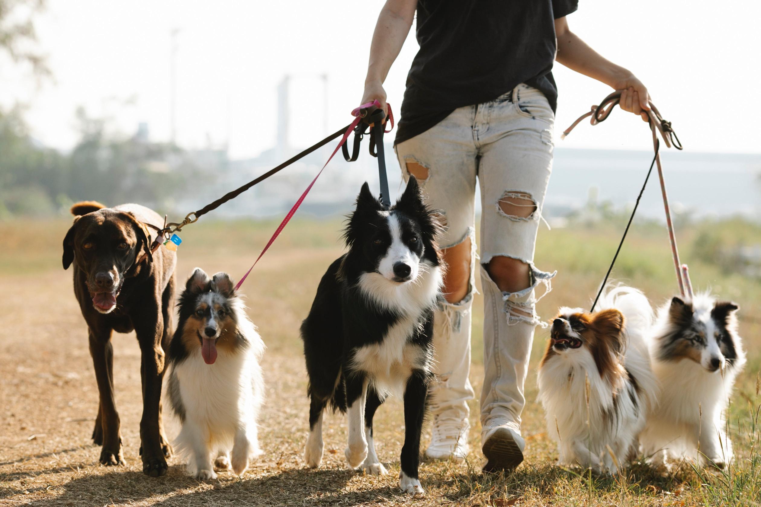 Jak rozpoznać odpowiednią rasę psa dla twojego stylu życia