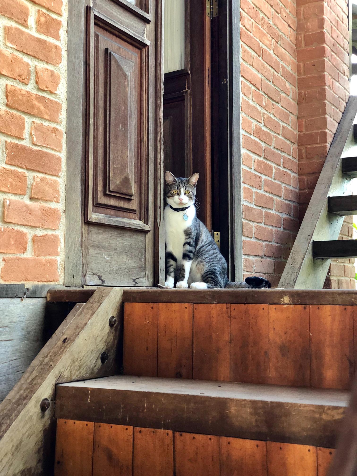Wprowadzanie nowego zwierzęcia do domu z kotem – pierwsze kroki