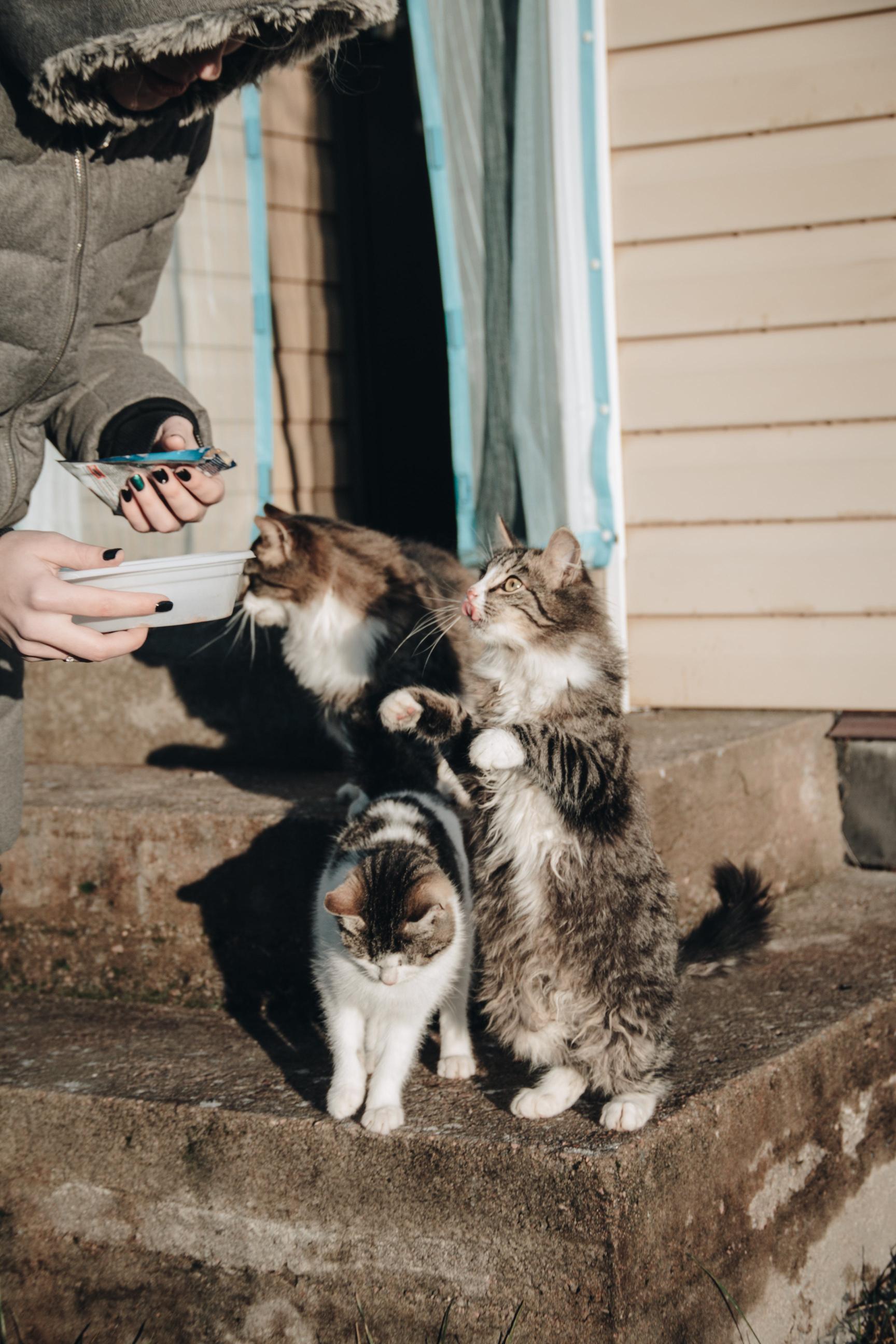 Metody rozpoznawania zaburzeń behawioralnych u kotów przez właścicieli i weterynarzy