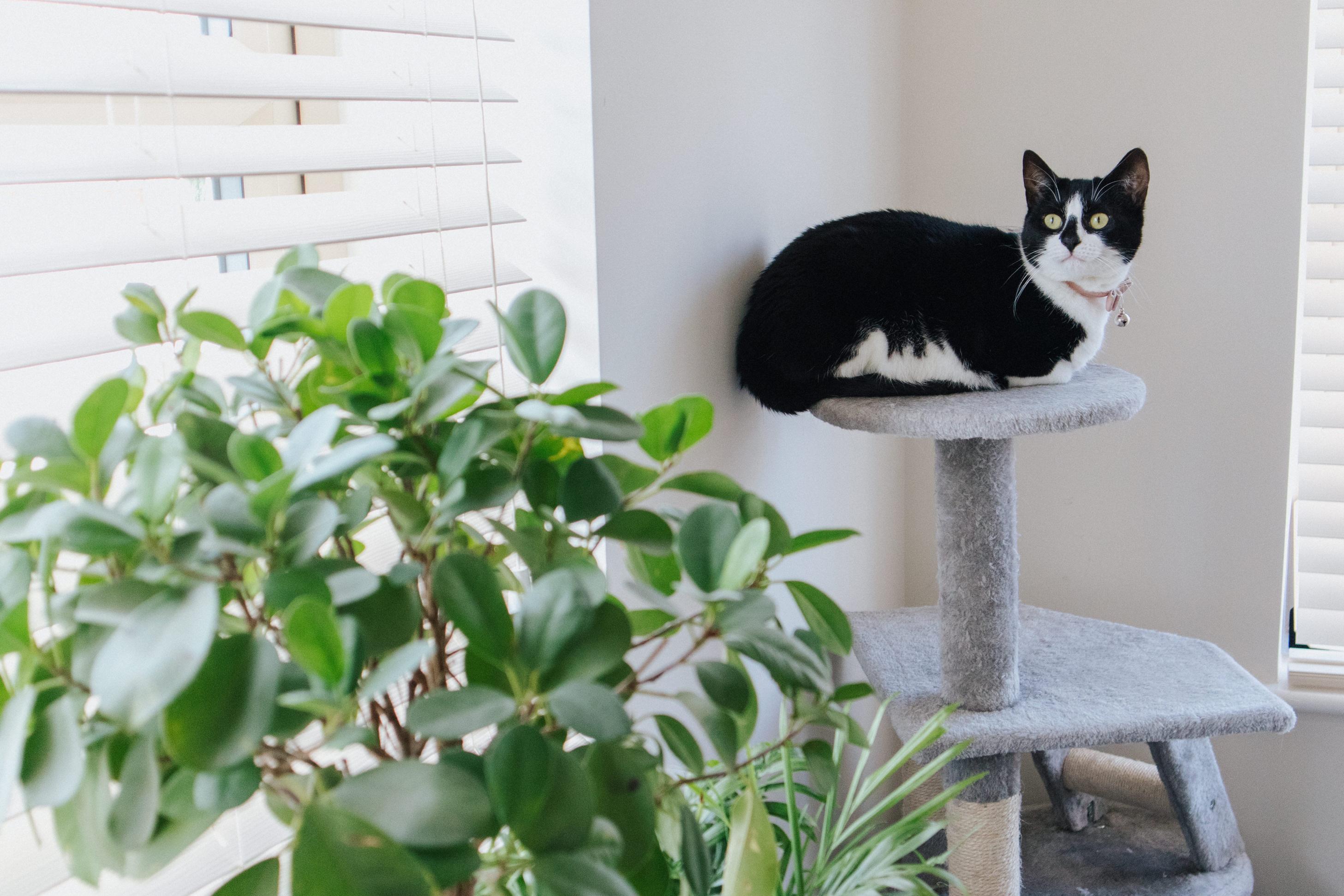 Drapaki i wieże wspinaczkowe – niezbędne akcesoria dla każdego kota
