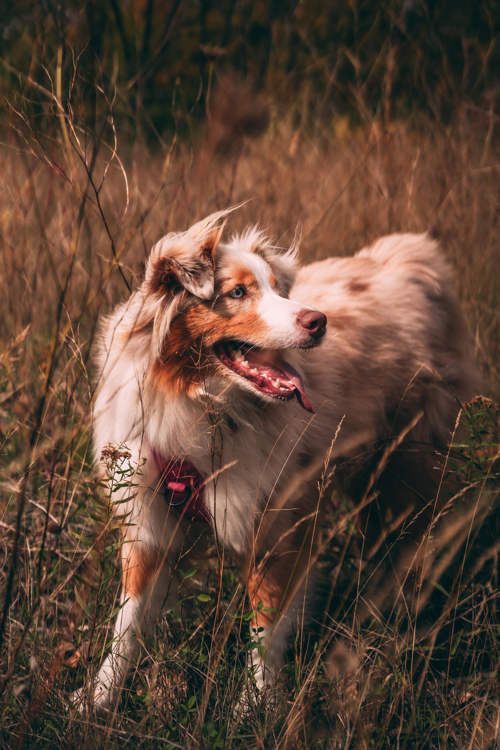 Zrozumienie naturalnych instynktów i zachowań psów